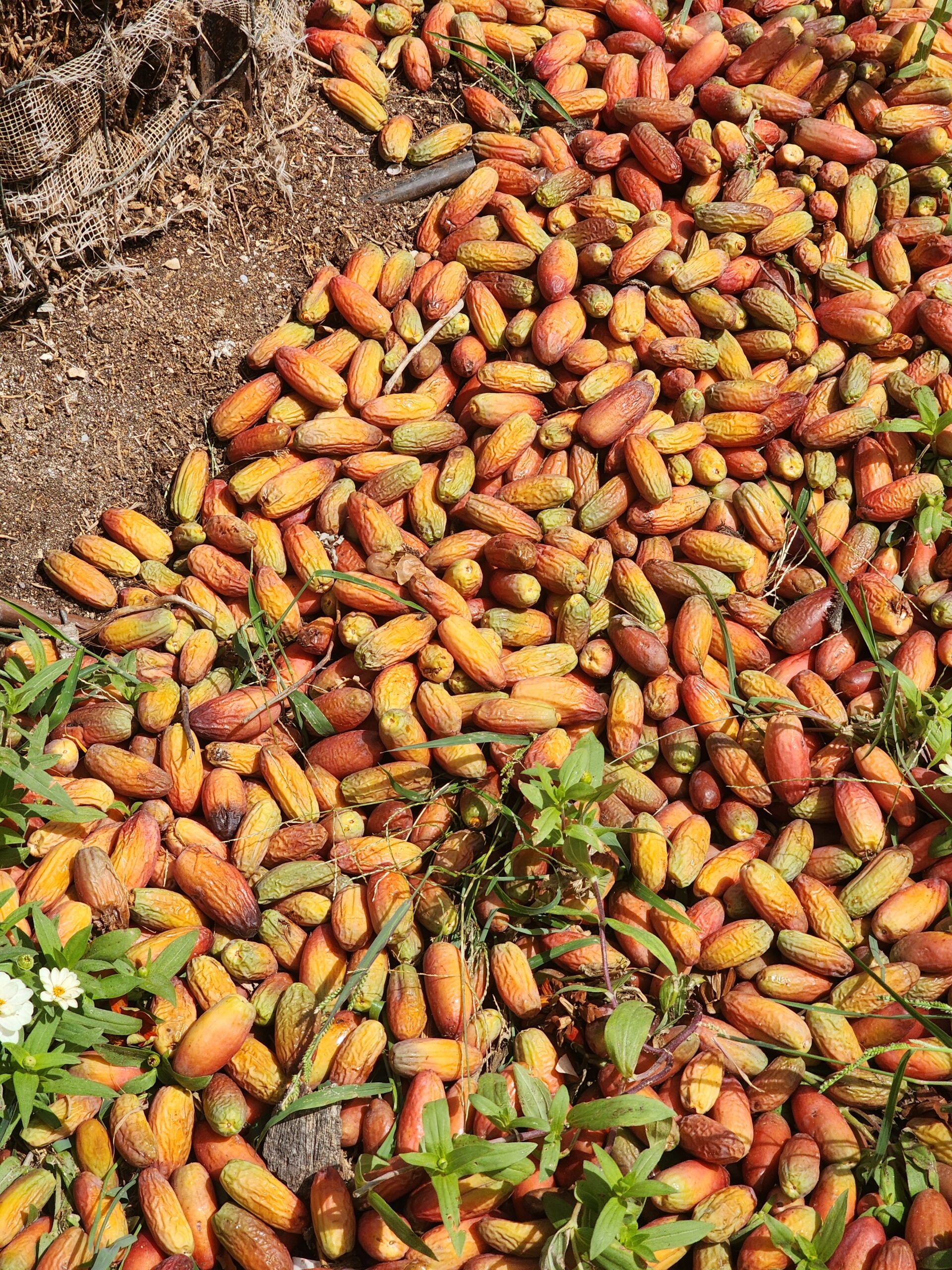 Fallen dates carpeting the ground under a date palm, ranging from yellow to deep red